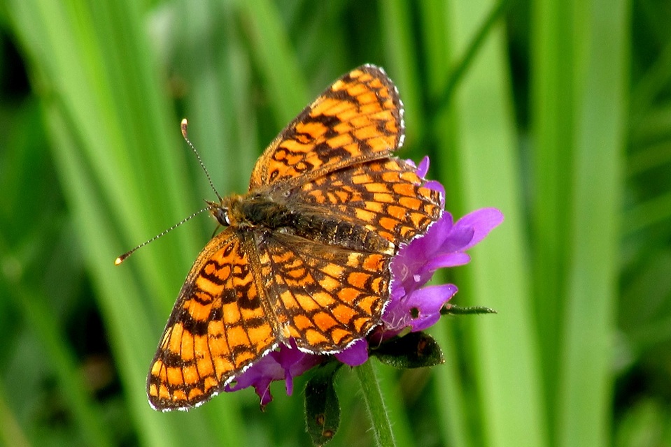 Melitaea phoebe - nagy tarkalepke