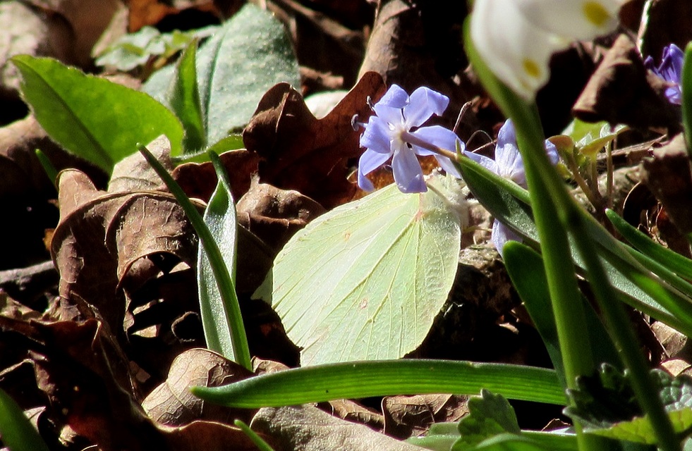 Gonepteryx rhamni - citromlepke