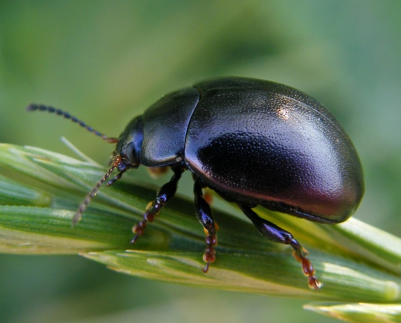 Chrysolina sturmi - vöröslábú levelész