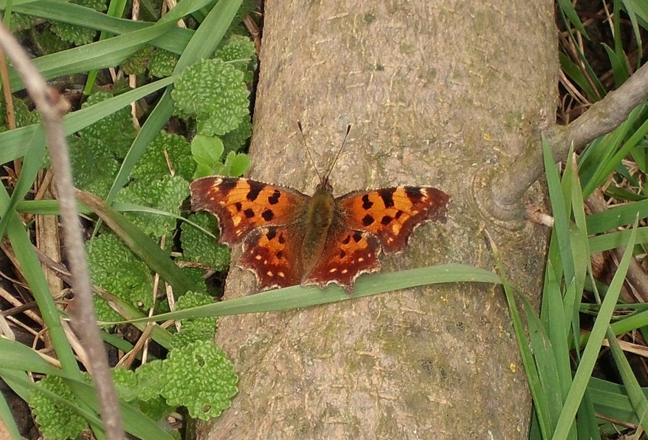 Nymphalis c-album - C-betűs lepke