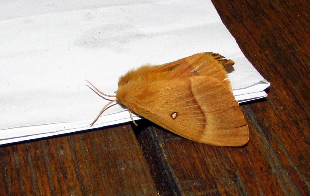 Lasiocampa quercus - tölgyfaszövő