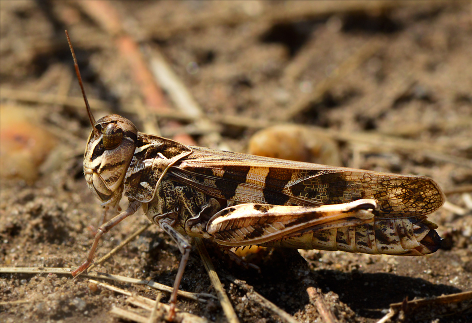 Oedaleus decorus - szalagos sáska