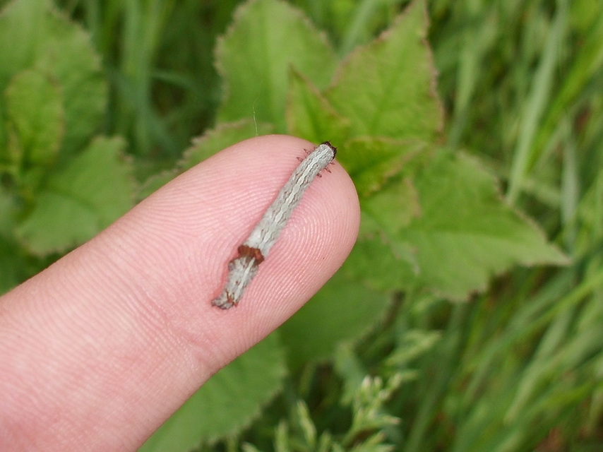 Catocala hymenaea - kökény-övesbagoly