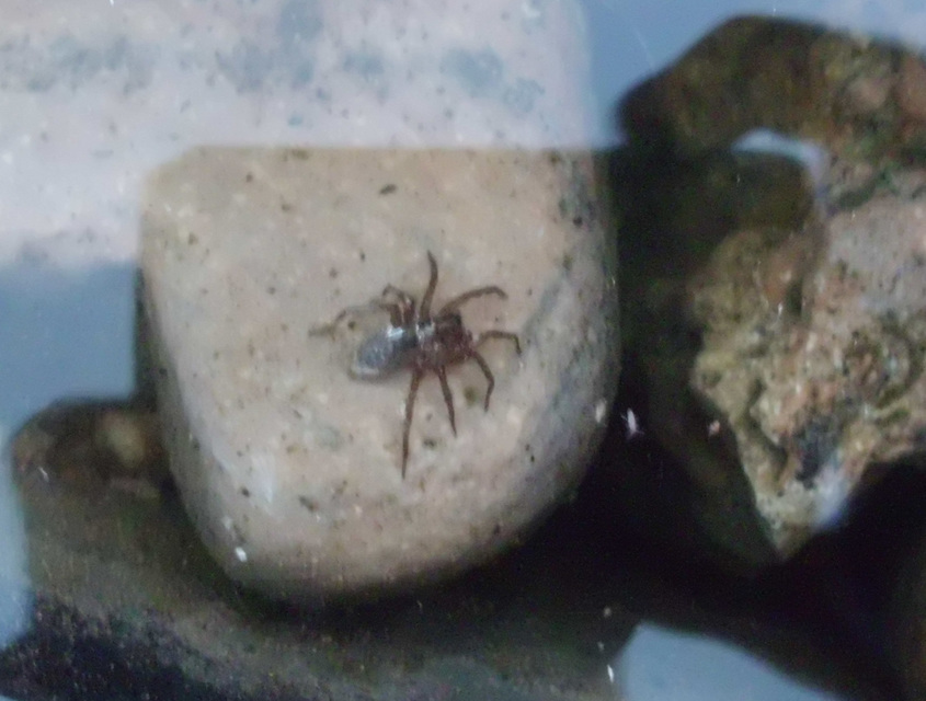 Argyroneta aquatica - búvárpók