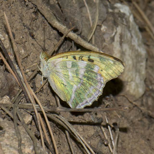Argynnis paphia - nagy gyöngyházlepke