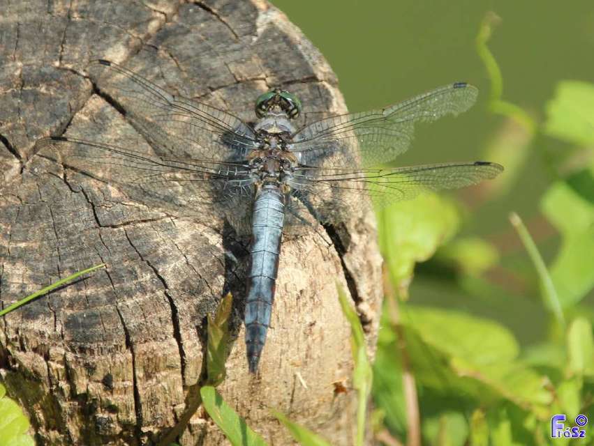 Orthetrum cancellatum - feketefarkú pásztorszitakötő