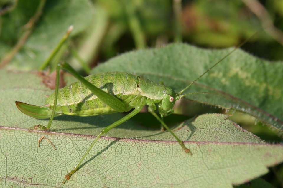 Leptophyes albovittata - közönséges virágszöcske