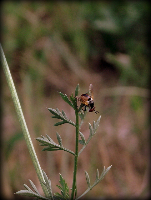 Gymnosoma