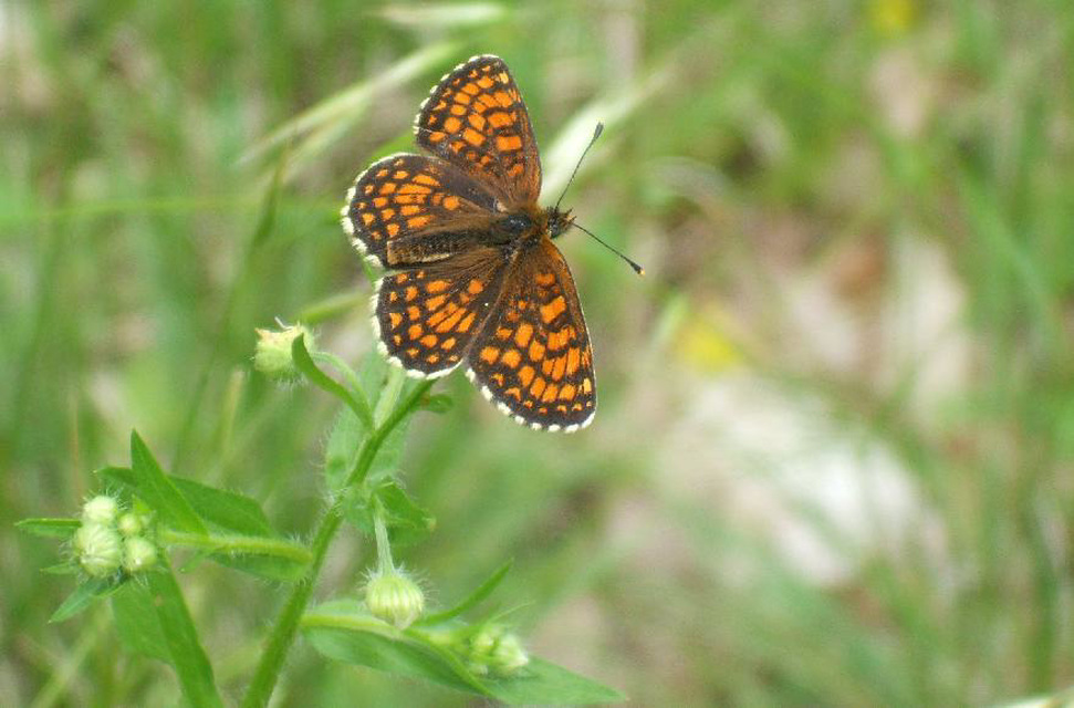 Melitaea athalia - közönséges tarkalepke