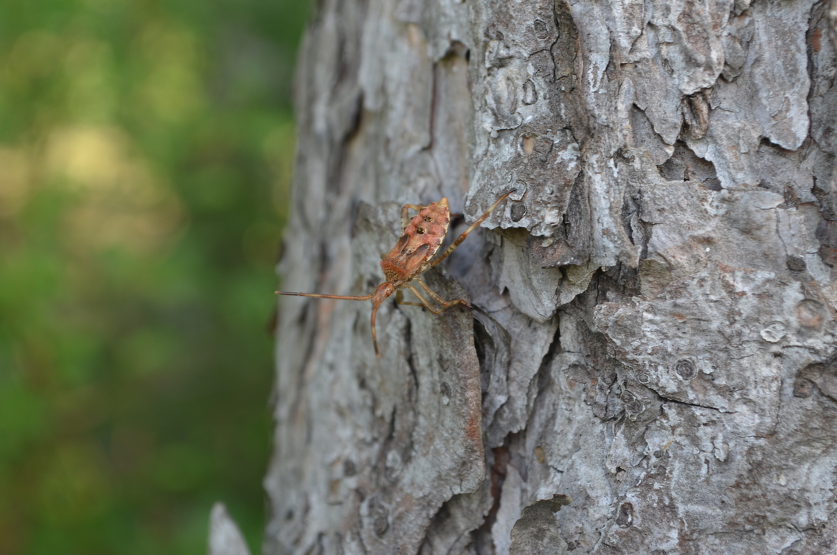 nyugati levéllábú poloska (Leptoglossus occidentalis) lárva