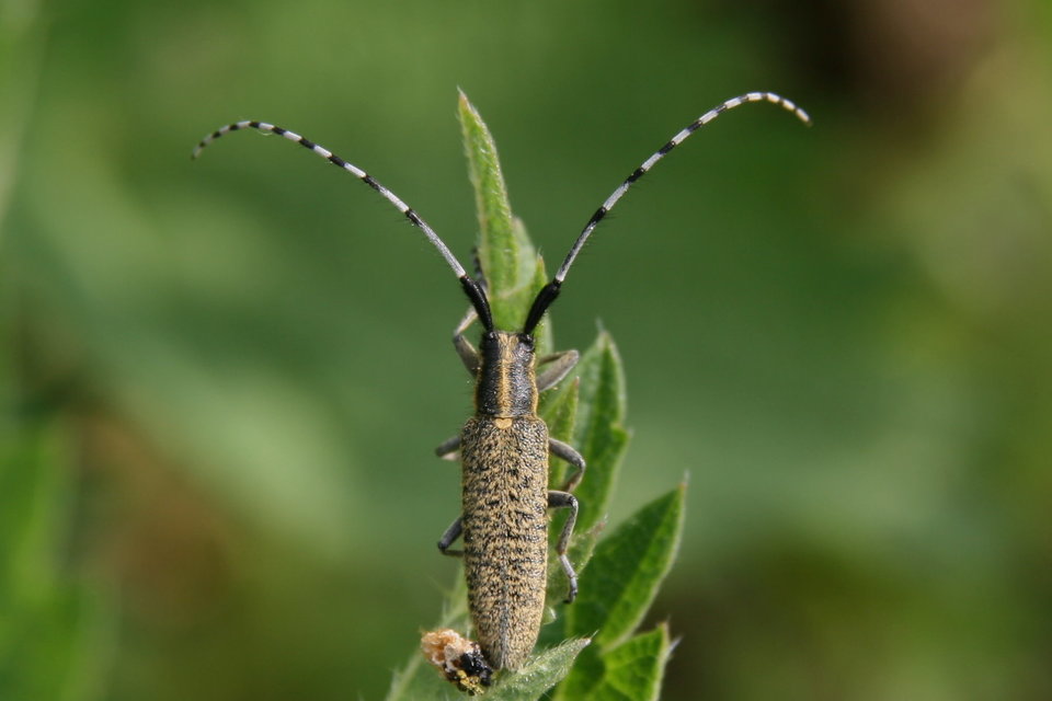 Agapanthia villosoviridescens - fehérgyűrűs bogáncscincér