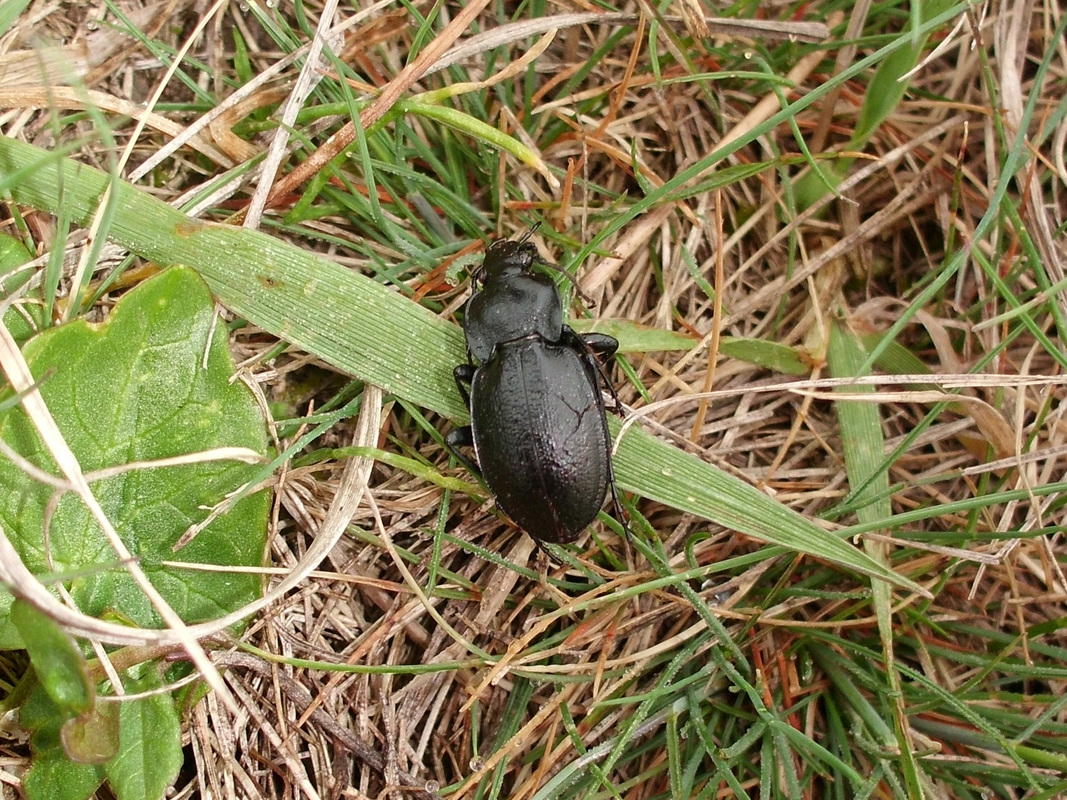 Carabus scabriusculus - érdes futrinka