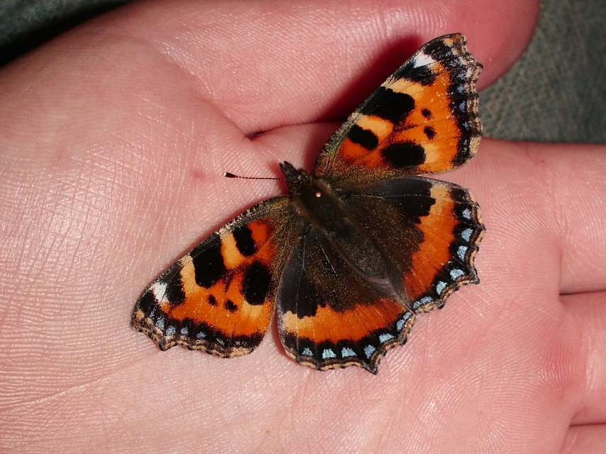 Nymphalis urticae - kis rókalepke