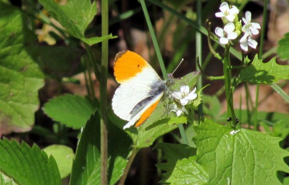 Anthocharis cardamines - hajnalpírlepke