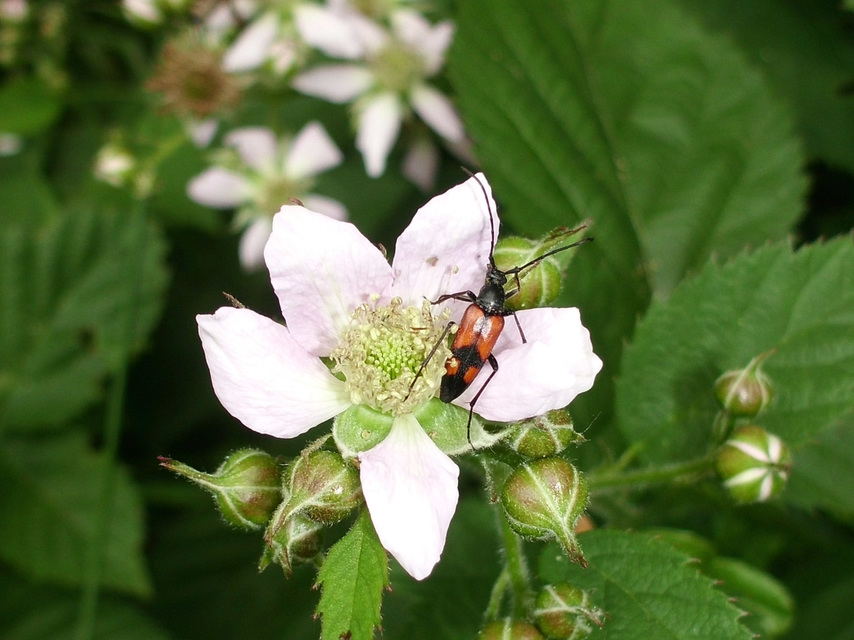 Stenurella bifasciata - kétöves karcsúcincér