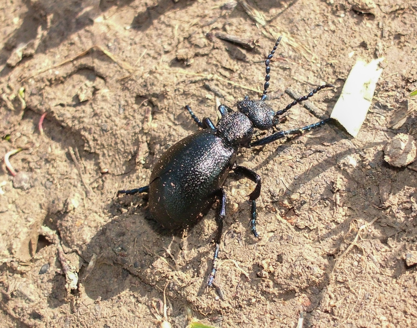 Meloe proscarabaeus - közönséges nünüke