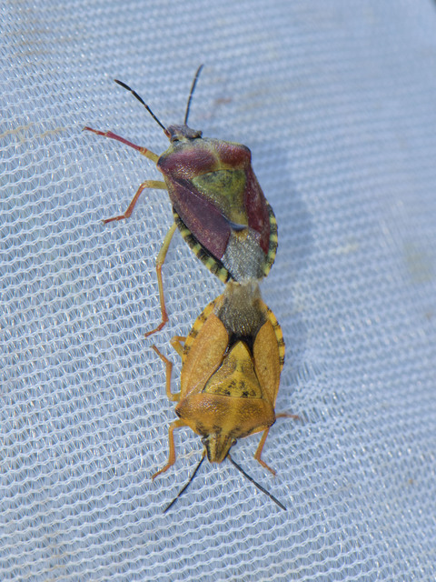 Carpocoris Carpocoris