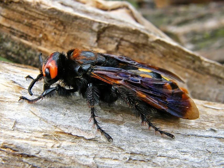 Megascolia maculata - óriás-tőrösdarázs