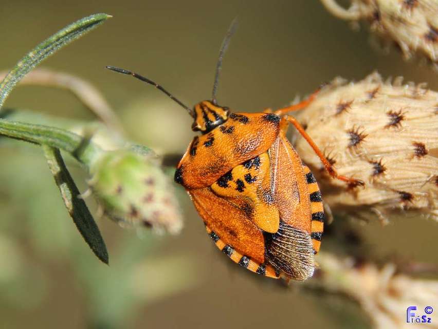 Carpocoris pudicus - közönséges gyümölcspoloska Carpocoris pudicus - közönséges gyümölcspoloska