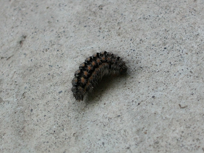 Pentophera morio - réti gyapjaslepke