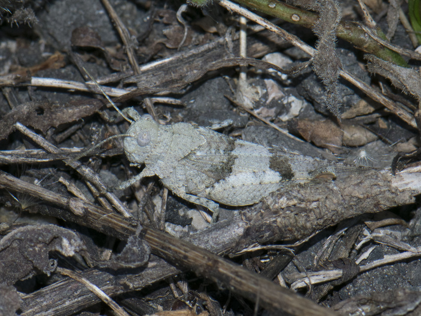 Oedipoda caerulescens - kékszárnyú sáska
