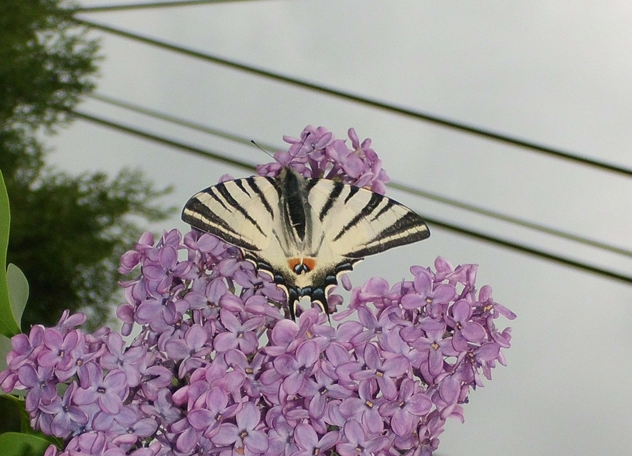 Iphiclides podalirius - kardoslepke