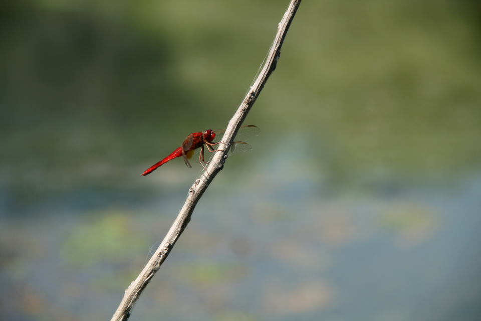 Crocothemis erythraea - skarlát szitakötő