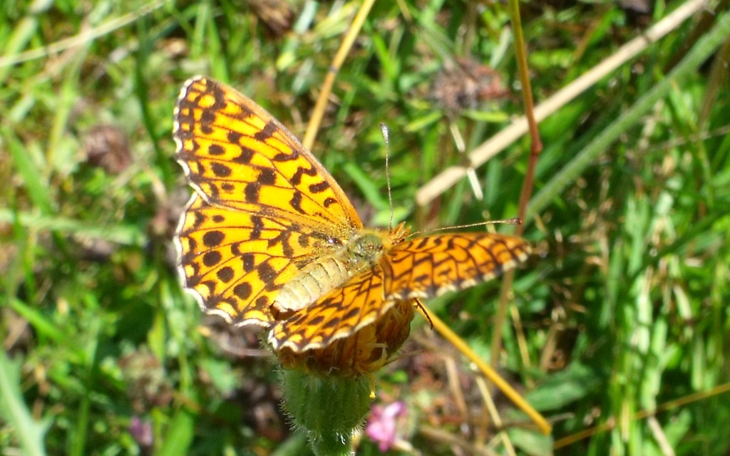 Boloria dia - kis gyöngyházlepke