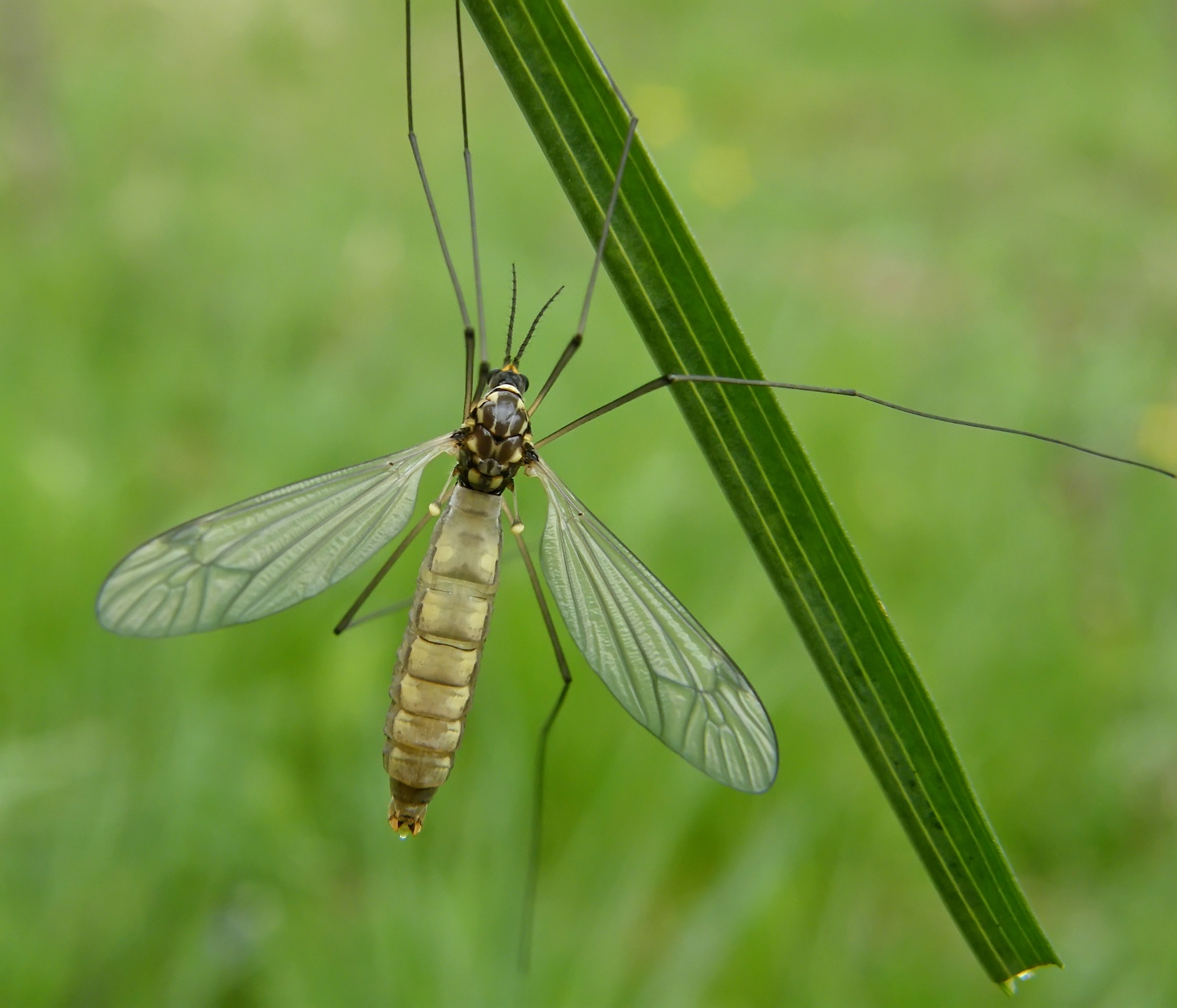 Nephrotoma pratensis