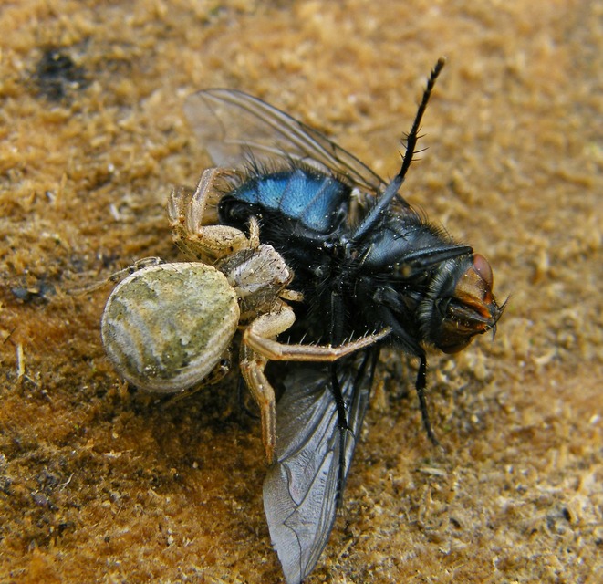 Xysticus