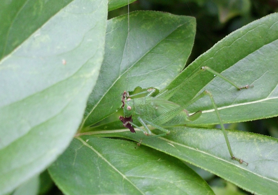 Phaneroptera nana - pontozott repülőszöcske