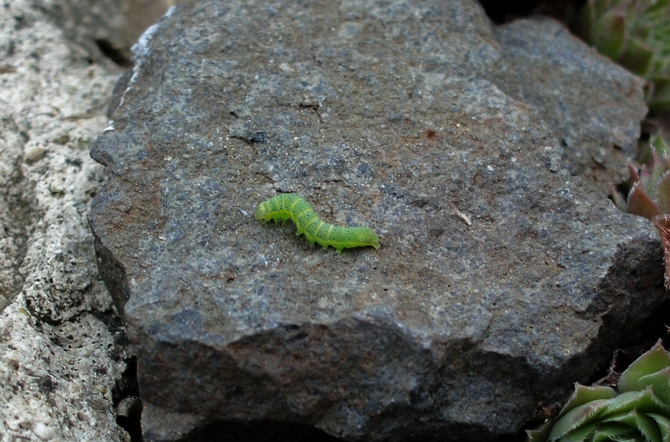 Lacanobia oleracea - saláta-kertibagoly