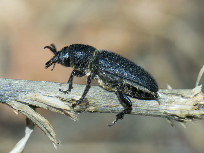 Spondylis buprestoides - erdei félcincér