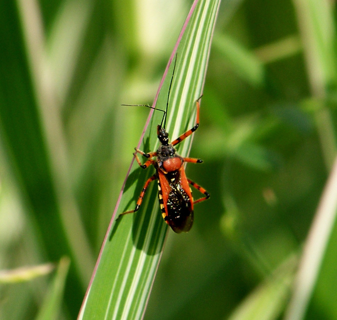 Rhynocoris iracundus - közönséges gyilkospoloska
