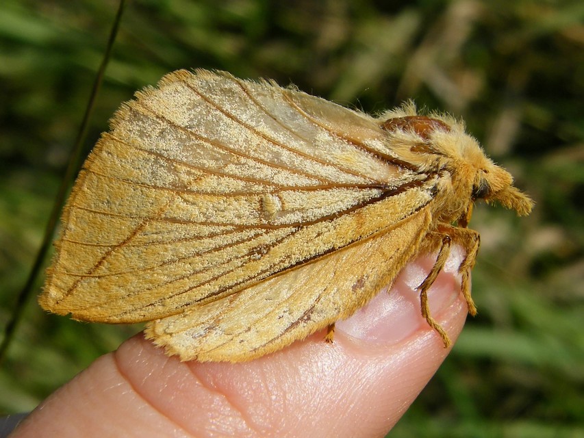 Euthrix potatoria - szomjas pohók