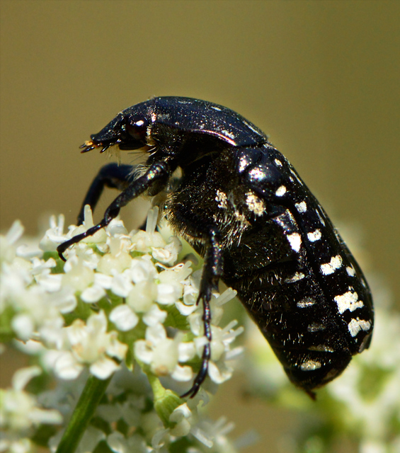 Oxythyrea funesta - sokpettyes virágbogár
