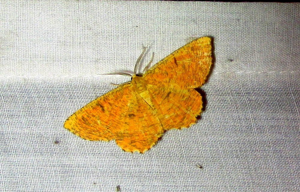 Angerona prunaria - sárga kökényaraszoló