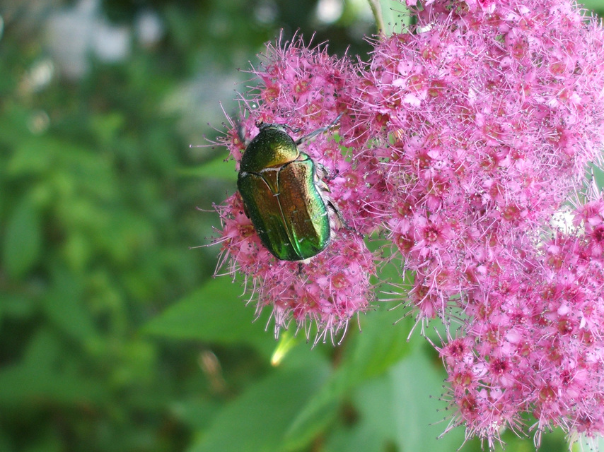 Cetonia aurata - aranyos virágbogár