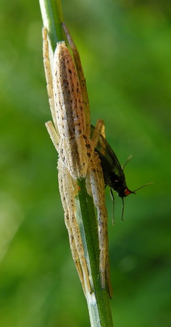 Tibellus