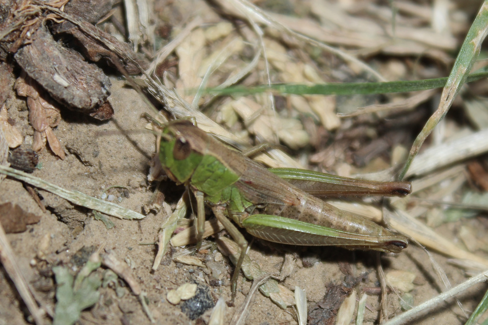 Pseudochorthippus parallelus - közönséges rétisáska