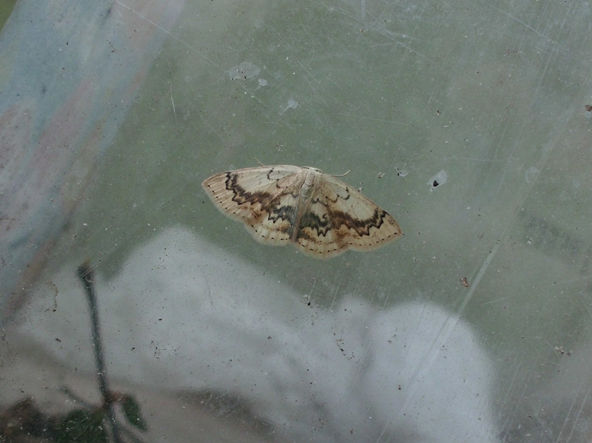 Cyclophora annularia - gyűrűs pettyesaraszoló