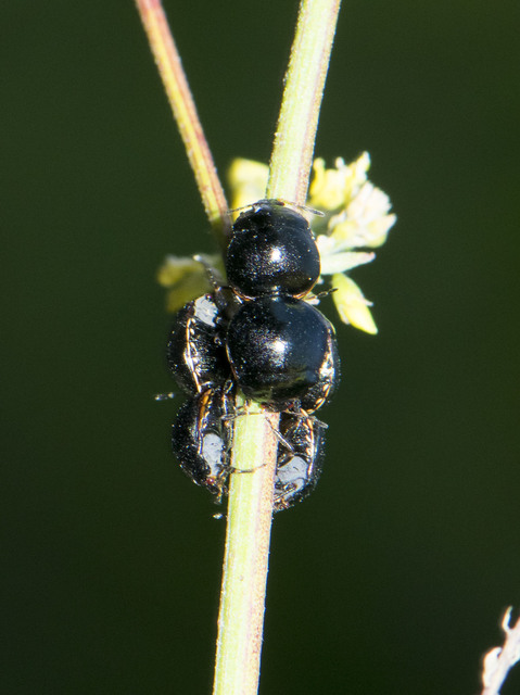 Coptosoma scutellatum - bödepoloska Coptosoma scutellatum - bödepoloska