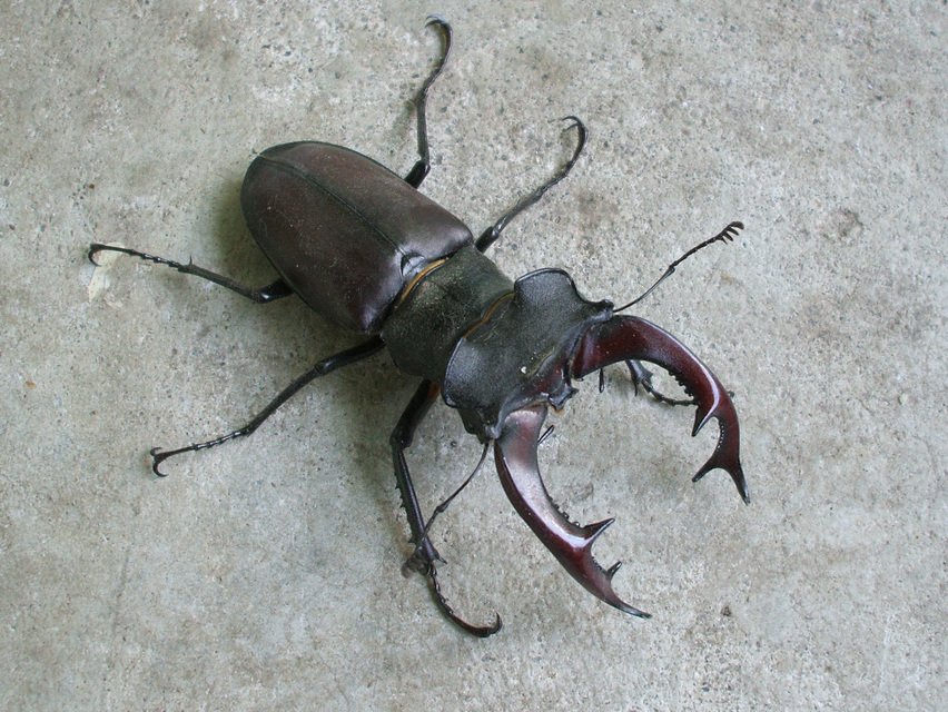 Lucanus cervus - nagy szarvasbogár