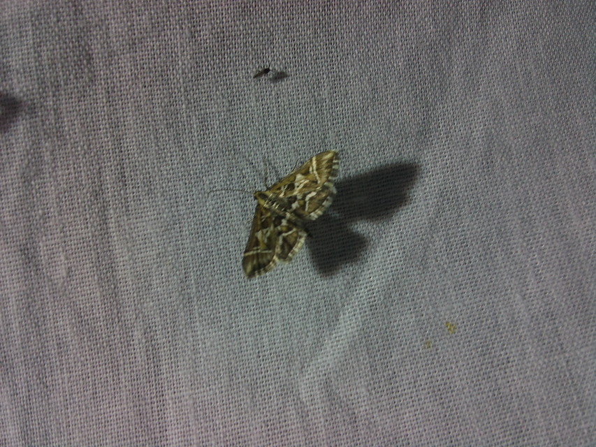 Diasemia reticularis - betűmintás tűzmoly
