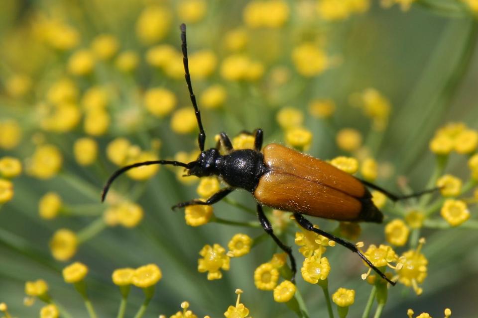 Stictoleptura fulva - vörhenyes virágcincér