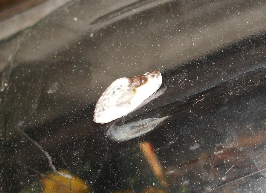 Cilix glaucata - törpe sarlósszövő