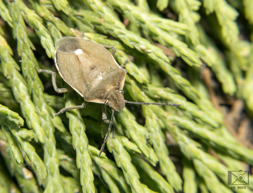 Chlorochroa pinicola Chlorochroa pinicola