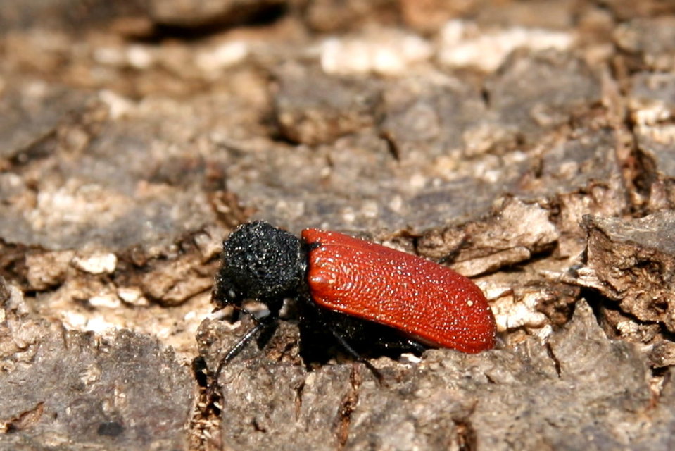 Bostrichus capucinus - piros csuklyásszú