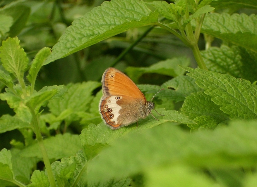 Coenonympha arcania - fehéröves szénalepke