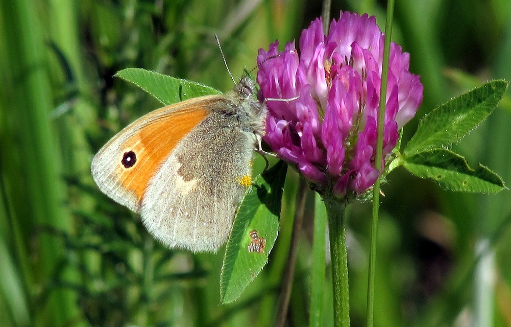 Coenonympha pamphilus - kis szénalepke